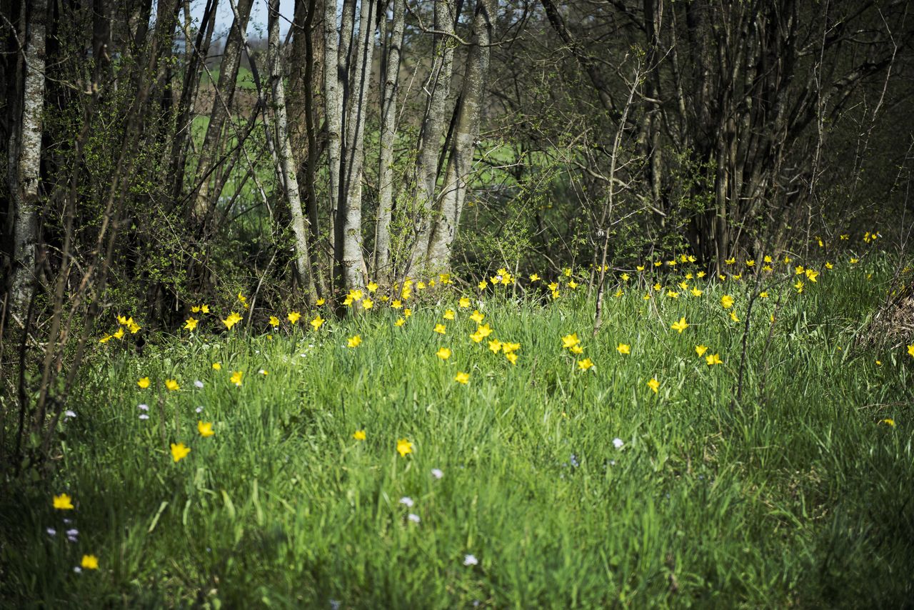 Flore Tulipe de vigne Tul_0431